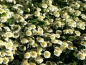 Preview: Weiße Kornblume Centaurea cyanus 'White