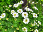Preview: Mutterkraut - Tanacetum parthenium