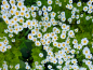 Preview: Mutterkraut - Tanacetum parthenium