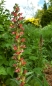 Preview: Roter Natterkopf - Echium russicum
