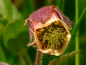Preview: Bachnelkenwurz - Geum rivale