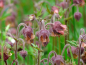 Preview: Bachnelkenwurz - Geum rivale
