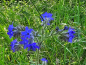 Preview: Ochsenzunge - Anchusa officinalis