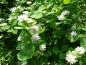 Mobile Preview: Perserklee - Trifolium resupinatum