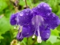 Mobile Preview: Großblütige Phacelie - Phacelia grandiflora 'Summertime Blues'