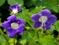 Mobile Preview: Großblütige Phacelie - Phacelia grandiflora 'Summertime Blues'