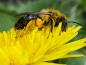 Preview: Pollenschleuder