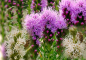 Preview: Prachtscharte - Liatris spicata