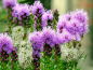 Preview: Prachtscharte - Liatris spicata