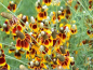 Preview: Präriezapfenblume - Ratibida columnifera