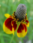 Preview: Präriezapfenblume - Ratibida columnifera