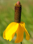 Preview: Präriezapfenblume - Ratibida columnifera