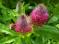 Preview: Purpur-Klee - Trifolium rubens