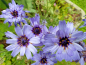 Preview: Rasselblumen Blau- Catananche caerulea