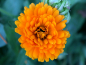 Preview: Ringelblume - Calendula officinalis Erfurter Orangefarbige