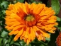 Mobile Preview: Ringelblume Greeheart Orange - Calendula officinalis