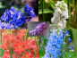 Preview: Sommerrittersporn MIX - Delphinium ajacis