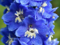 Preview: Sommerrittersporn MIX - Delphinium ajacis