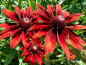 Preview: Roter Sonnenhut "Cherry Brandy" - Rudbeckia x hirta