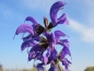 Mobile Preview: Echter Salbei - Salvia officinalis