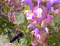 Preview: Muskateller Salbei - Salvia sclarea "Trakysta"