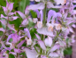 Preview: Muskateller Salbei - Salvia sclarea "Trakysta"