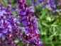 Mobile Preview: Garten-Salbei - Salvia nemorosa 'New Dimension Blue'