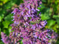 Preview: Quirlblütiger Salbei - Salvia verticillata