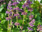 Preview: Quirlblütiger Salbei - Salvia verticillata