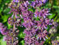 Preview: Quirlblütiger Salbei - Salvia verticillata