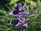Preview: Blauer Schopfsalbei - Salvia horminum 'Blue Monday'
