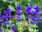 Preview: Blauer Schopfsalbei - Salvia horminum 'Blue Monday'