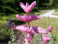 Preview: Rosa Schopfsalbei - Salvia horminum 'Pink Sundae'
