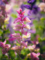 Preview: Rosa Schopfsalbei - Salvia horminum 'Pink Sundae'