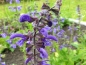 Mobile Preview: Wiesensalbei - Salvia pratensis