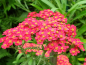 Preview: Rote Schafgarbe - Achillea millefolium Paprika