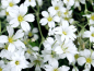 Preview: Schleierkraut - Gypsophila elegans