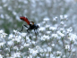 Preview: Schleierkraut - Gypsophila elegans