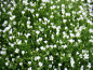 Preview: Schleierkraut - Gypsophila elegans