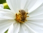 Preview: Weißes  Schmuckkörbchen - Cosmos bipinnatus