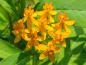 Preview: Gelbe Seidenpflanze - Asclepias curassavica 'Silky Gold'