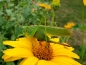 Mobile Preview: Pollen-und-Nektar---Hochwachsend
