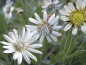 Preview: Weiße Silphie - Silphium albiflorum