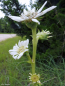 Preview: Weiße Silphie - Silphium albiflorum