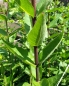 Preview: Ungeschlitze Becherpflanze - Silphium integrifolium