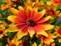 Preview: Sonnenauge - Heliopsis helianthoides var. scabra - 'Burning Hearts'