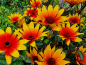 Preview: Sonnenauge - Heliopsis helianthoides var. scabra - 'Burning Hearts'