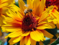 Mobile Preview: Sonnenauge - Heliopsis helianthoides "Funky Spinner"