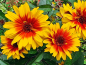Mobile Preview: Sonnenauge - Heliopsis helianthoides "Funky Spinner"