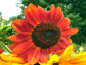 Preview: Sonnenblume Bunter Mix - Helianthus annuus